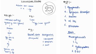 TAENIA SOLIUM NOTES  INFECTIOUS DISEASE  MEDICINE  ONE PAGE NOTES  4TH PROFF  MBBS [upl. by Anala]