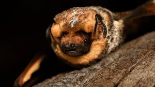 Hoary Potter a bat from Oregon wins BLM Bat Beauty Contest 3rd straight Oregon winner [upl. by Eberhard]