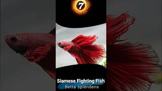 Types of Different Betta Species  Top 10 Rare amp Common Aquarium Betta Fish [upl. by Midas]