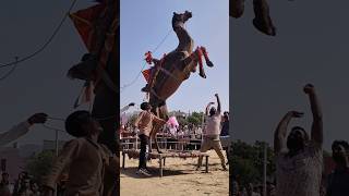 Pushkar Mela 2024  Camel Safari Pushkar  Pushkar Camel Dance pushkar shorts [upl. by Novhaj315]