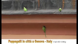 🏴󠁧󠁢󠁥󠁮󠁧󠁿 Pappagalli in città  Genova Full HD 1080p 🇮🇹 [upl. by Keary326]