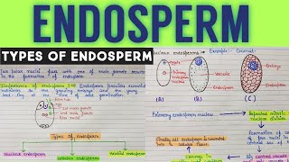 Endosperm  what is endosperm and its type  endosperm development in plant [upl. by Aiek]