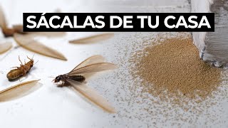 Recetas naturales para acabar con las polillas [upl. by Amesari734]