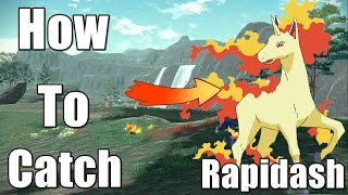 Pokemon Legends Arceus How to Catch Rapidash Alpha [upl. by Levy]