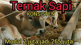 Ternak sapi lokal tanpa ngarit  modal 2 juta untung 265 juta  1 sapi jadi 15 sapi selama 8 tahun [upl. by Rramal]