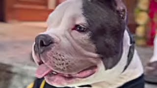 Ghaziabad American bully ki video lekin ismein mera ek voice over hai please🙏🙏🐕‍🦺☠️😈 [upl. by Pressey]