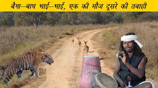 Kanha National Park The Baiga Struggle for Survival  बैगाबाघ भाईभाई एक की मौज दूसरे की तबाही [upl. by Goss]