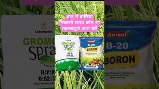 धान में बाली निकलते समय क्या करना चाहिए boronfertilizer agriculture dhaankikheti dhankheti npk [upl. by Arihaz479]