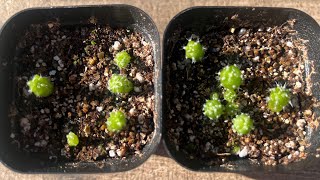 PART 3 COPIAPOA CINEREA COLUMNAALBA 3 MONTH SEEDLING UPDATE DEALBATA ETC cactus plants rare [upl. by Etty]