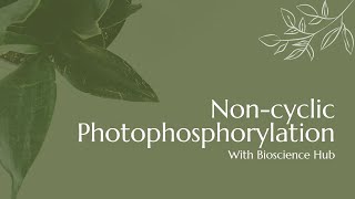 Noncyclic Photophosphorylation [upl. by Mella550]