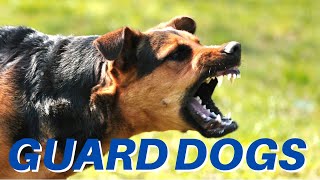 DOGS BARKING Angry Dogs  Real Guard Dogs  Defending You Free Download MP3 [upl. by Bren84]