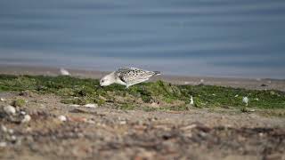 Piaskowiec  Sanderling  Calidris alba [upl. by Garcia]