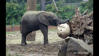 My last video of the threeyearold African elephant Bumi died on 04112024 [upl. by Yztim]