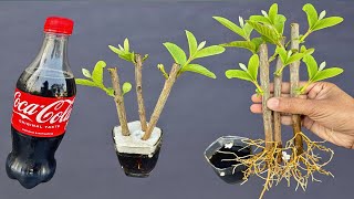 Grow Guava Tree From Cuttings In A Cococola  Cococola Experiment [upl. by Akselav]