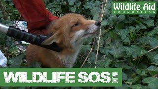 Wildlife SOS Online  Special Episode [upl. by Llewol449]