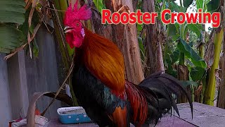 Rooster Crowing 03 [upl. by Araas859]