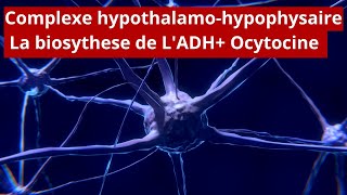 Le complexe Hypothalamohypophysaire et la Biosynthèse de LADH et lOcytocine [upl. by Marvin]