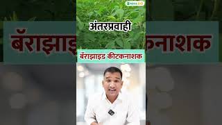 बॅराझाइड कीटकनाशक  डोस आणि फायदे  barazide insecticide uses in marathi insecticides shorts [upl. by Htebaile510]