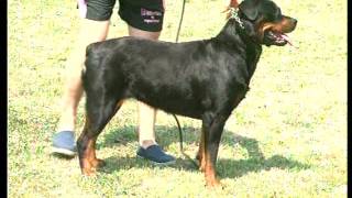 The Rottweiler  Pet Dog Documentary English [upl. by Nannahs]