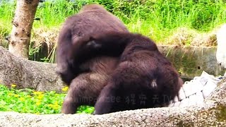 小J不要推偶啦😆🤣Silverback gorilla family interactionsDjeeco FamilyTayariJabaliIrikiRingo [upl. by Farmer]