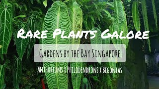 RARE PLANTS GALORE  Tour of Gardens by the Bay Singapore Massive Anthuriums and Philodendrons [upl. by Ailaroc]