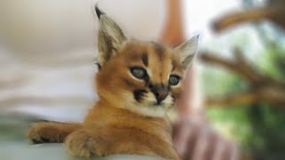 Baby Caracal is too cute for words [upl. by Ardnuassak]