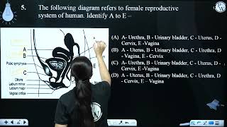 The following diagram refers to female reproductive system of human Identify A to E [upl. by Sineray]