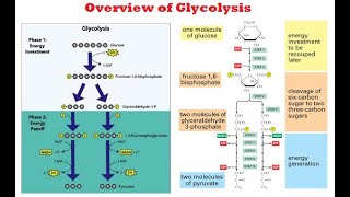 Glycolysis Lecture 1 Overview of glycolysis [upl. by Enirak946]