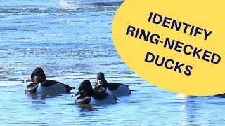 Identify Ringnecked Ducks 2019 [upl. by Enahsed]