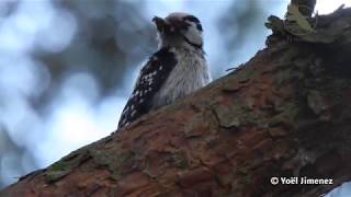 Alle 6 Nederlandse Spechten soorten  All 6 species of Woodpeckers in The Netherlands [upl. by Onitsuj]