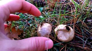 Lycoperdon perlatum Lanzamiento de esporas [upl. by Llednov]