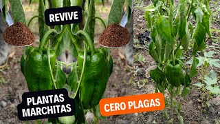 Revive tus plantas marchitas afectadas por las plagas  Cero Plagas [upl. by Mok528]