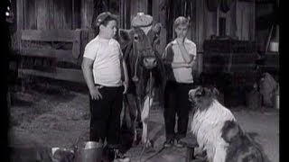 Lassie  Episode 52  quotThe Vetquot  Season 2 26 03041956 [upl. by Nivle]