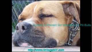 Ear Care for Pit Bulls with Ear Infectionmp4 [upl. by Erb]