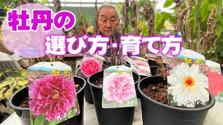 【牡丹の育て方】大輪で高貴なボタンの花を楽しもう！ボタンの土台は実はシャクヤク【花と緑のグリーンバレイ】 [upl. by Nilkcaj775]