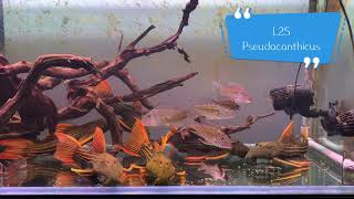 Pleco L25 [upl. by Quin]