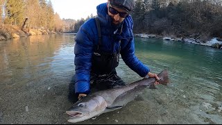 THE ALPINE KING  Huchen  Mladica  Sulec  Hucho fishing pecanje angeln ribolov Sava river SLO [upl. by Parrott]