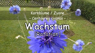 Kornblume Centaurea cyanus [upl. by Faust]