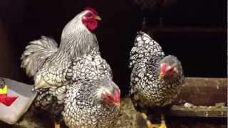 SILVER LACED WYANDOTTE BANTAMS FROM CHESHIRE POULTRY [upl. by Avevoneg]