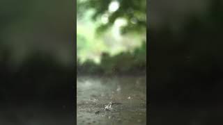 Raindrop 💧💦shortvideo বৃষ্টির ফোটার শব্দ 🥰 supportmychannel [upl. by Dottie150]