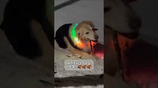 대형견 산책 Vlog  대형견 일상 골든리트리버 천사견 Big Dog Walk  Walk Vlog  Golden Retriever  일상 브이로그  강아지교육 [upl. by Romonda696]