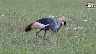 Grey Crowned Crane Balearica regulorum Courtship Display  Zebra Plains [upl. by Octavla]