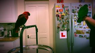 quotTame amp Trainquot Eclectus parrots training [upl. by Eynenihc]