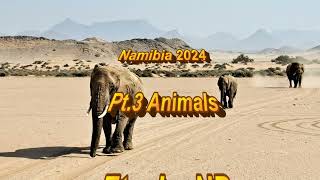 Namibia 2024  Pt 3  Animals [upl. by Rillings814]