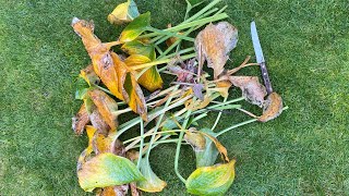 Fall Cut Back Hosta quotElegansquot 4K October 24 2024 [upl. by Ravahs]