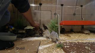 Button Quail Cam September 13 2024 [upl. by Funch]