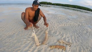 Gigantic mantis Shrimp from the remote sand island of Madura catch with your bare hand [upl. by Ja874]