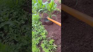 maize crops farming 🌽🌽farmer short viral myshorts nature [upl. by Yhtnomit218]