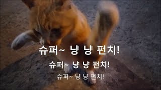 파출소앞 행인을 냥냥펀치로 폭행하는 냥아치 larrikin cat police box kitten [upl. by Jenkel]