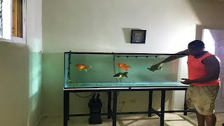 que sucede si ponemos una tortuga en un acuario de goldfish [upl. by Sucy]